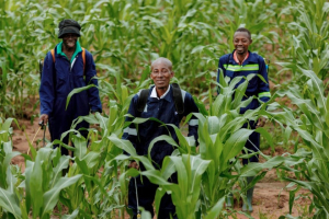 Ghana: CF Grower Helps Farmers Optimize Agricultural Production
