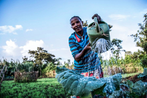 Ethiopia : Lersha helps smallholder farmers improve yields