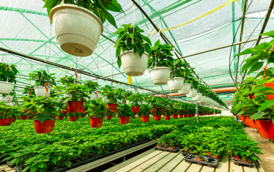 tanzanie-une-plateforme-numerique-lancee-pour-dynamiser-le-secteur-horticole