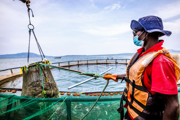 Kenya : Victory Farms vend en ligne des poissons issus de sa pisciculture