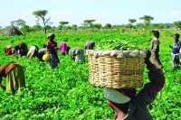 Le gouvernement nigérian dévoile une liste de dix agritech qui bénéficieront d’une subvention