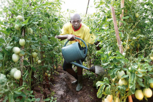 Gabon: Wagui networks farmers, buyers, agronomists