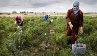 Tunisia: Ahmini facilitates rural women’s access to social security coverage