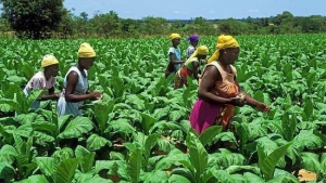 Au Kenya, GrowAgric fournit des capitaux de croissance aux agriculteurs
