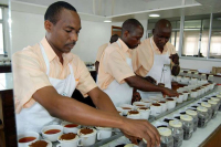Afrique de l’Est : la maison de vente aux enchères de thé de Mombasa numérise ses procédés