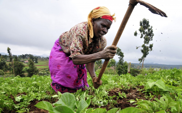 Le Kenya s’appuiera sur les outils numériques de l’agritech Agrvision pour améliorer la production nationale