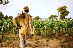 Microsoft et la SFI collaborent pour multiplier les produits numériques dans le secteur agricole en Afrique