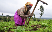 Kenya to develop a smart crop monitoring platform  for improved output