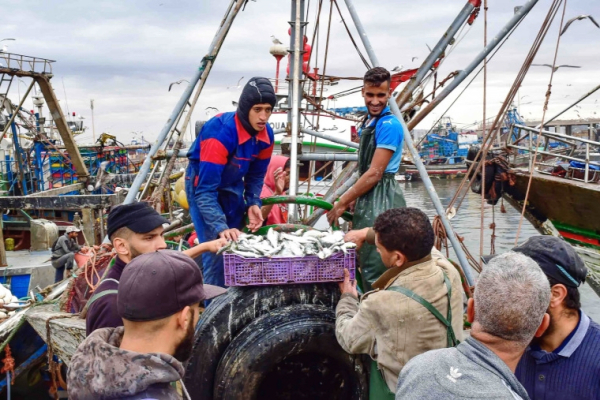 Morocco Digitizes Seafood Auctions in $3.6M Modernization Push