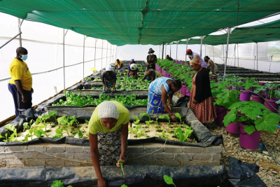 zimbabwe-farmhut-connecte-les-agriculteurs-aux-restaurants-et-aux-commercants