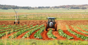 Egypt: Mahaseel Masr connects fresh produce farmers with buyers