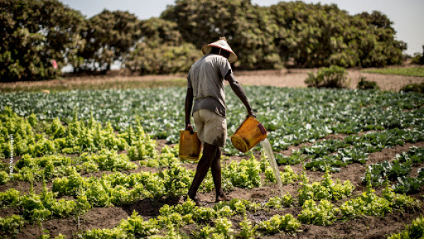 Senegal: Afrikamart makes fresh produce sourcing easier for retailers