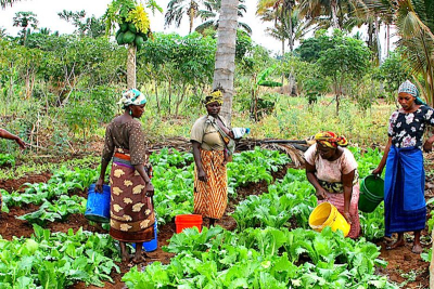 Nigeria : le gouvernement fédéral et l’ONU Femmes vont créer une plateforme numérique destinée aux agricultrices