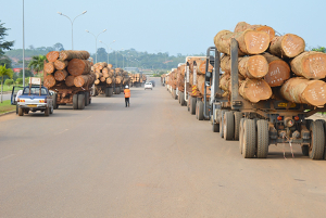 Gabon : une centrale num&eacute;rique pour renforcer la tra&ccedil;abilit&eacute; du bois