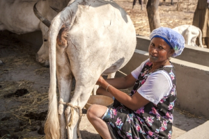 Tunisia: AgTech startup Lifeye designs a solution to improve cattle farming in Africa