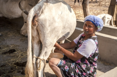 MooMe, l’application mobile qui veut améliorer le rendement des éleveurs de vaches laitières en Afrique