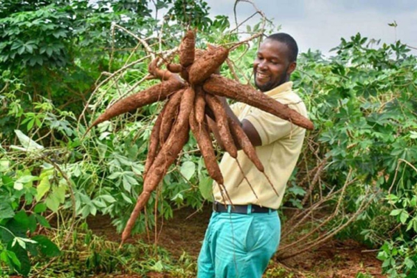 FarmERP va booster la culture du manioc au Nigeria grâce à sa plateforme basée sur l&#039;IA, le ML et la deep-tech