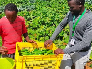 Innovate47 lance l’accélérateur Food &amp; Agri pour les start-up africaines