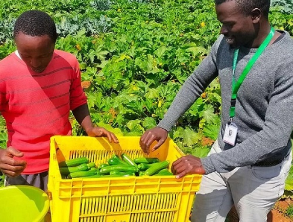 Innovate47 lance l’accélérateur Food &amp; Agri pour les start-up africaines
