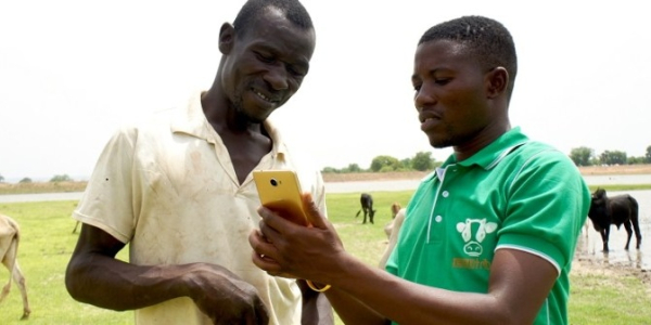 Ghana : Cowtribe commercialise les vaccins pour animaux via la téléphonie mobile