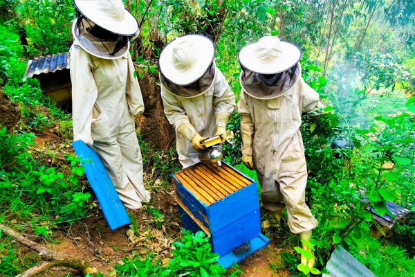 Apiculture et technologie : une alliance porteuse pour l’Afrique