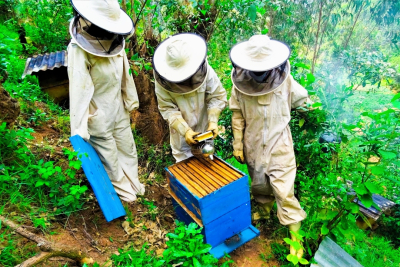 apiculture-et-technologie-une-alliance-porteuse-pour-l-afrique