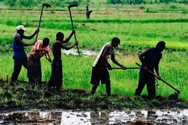 Yeesal Agri Hub promeut l’entrepreneuriat des jeunes dans l’agriculture au Sénégal