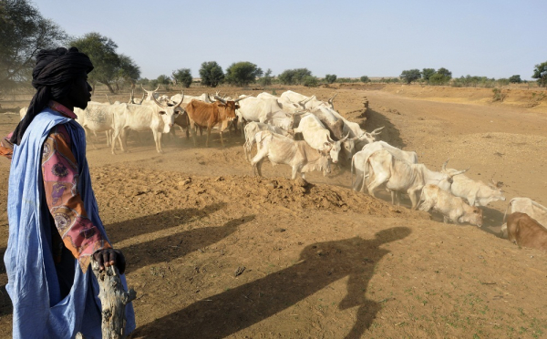 Mali : le service d’informations STAMP guide les populations pastorales vers de beaux pâturages