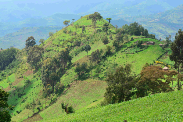 Kenya : AstraZeneca s’engage à planter 6 millions d&#039;arbres et utiliser l&#039;IA pour surveiller leur croissance