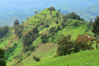 Kenya : AstraZeneca s’engage à planter 6 millions d'arbres et utiliser l'IA pour surveiller leur croissance